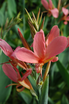 Canna Longwood 'Erebus' 'Pink Longwood Canna' (Bare Root) - Minimum Qty. 3 Per Variety