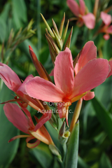 Canna Longwood 'Erebus' 'Pink Longwood Canna' (Bare Root) - Minimum Qty. 3 Per Variety