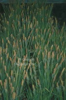 Carex Nigra 'Black Flowering Sedge' (Bare Root) - Minimum Order Qty. 5 Per Variety