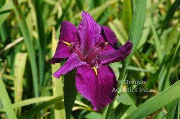 Iris Louisiana 'Knock Out' (Bare Root) - Minimum Qty. 5 Per Variety