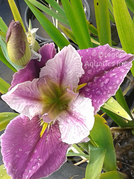 Iris Louisiana 'Colorific' (Bare Root) - Minimum Qty. 5 Per Variety