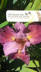 Iris Louisiana 'Kirk Strawn' (Bare Root) - Minimum Qty. 5 Per Variety