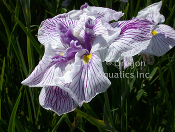 Iris Ensata 'Murakumo' (Bare Root) - Minimum Qty. 5 Per Variety