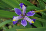 Iris Virginica 'Purple Fan' (Bare Root) - Minimum Qty. 5 Per Variety