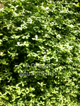 Marsilea Minima 'Miniature Water Clover' (Bare Root) - Minimum Qty. 5 Per Variety