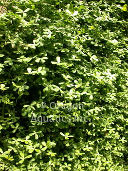Marsilea Minima 'Miniature Water Clover' (Bare Root) - Minimum Qty. 5 Per Variety