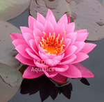 Mayla - Pink Hardy Lily (Bare Root) - Minimum Qty. 3 Per Variety