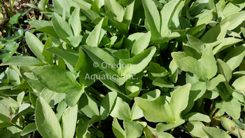 Menyanthes Trifoliata 'Bog Bean' (Bare Root) - Minimum Qty. 5 Per Variety