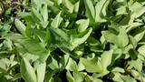 Menyanthes Trifoliata 'Bog Bean' (Bare Root) - Minimum Qty. 5 Per Variety