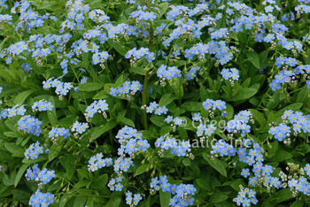 Myosotis 'Southern Blues’ (Bare Root) - Minimum Qty. 6 Per Variety