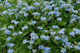 Myosotis 'Southern Blues’ (Bare Root) - Minimum Qty. 6 Per Variety