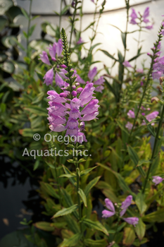 Physostegia Virginian 'Obedient Plant' (Bare Root) - Minimum Qty. 5 Per Variety