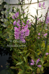 Physostegia Virginian 'Obedient Plant' (Bare Root) - Minimum Qty. 5 Per Variety