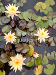 Peachy Keen - Peach Hardy Lily (Bare Root) - Minimum Qty. 3 Per Variety