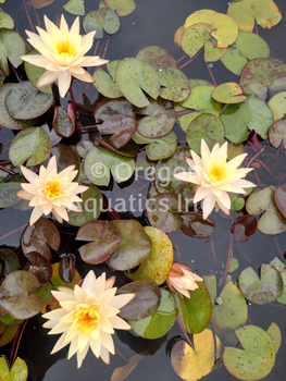 Peachy Keen - Peach Hardy Lily (Bare Root) - Minimum Qty. 3 Per Variety
