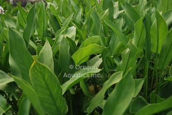 Peltandra Virginica 'Arrow Arum' (Bare Root) - Minimum Qty. 5 Per Variety