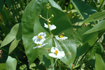 Sagittaria Latifolia 'Arrowhead' (Bare Root) - Minimum Qty. 5 Per Variety