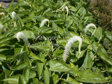 Saururus Cernuus 'Lizard's Tail' (Bare Root) - Minimum Qty. 5 Per Variety