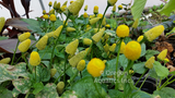 Spilanthes (Acmella) Oleracea 'Lemon Drops/Toothache Plant' (Bare Root) - Minimum Order Qty. 6