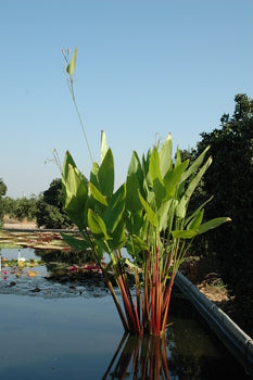 Thalia Geniculata Ruminoides 'Redstem Thalia' (Bare Root) - Minimum Qty. 5 Per Variety
