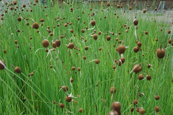 Typha Minima Europa 'Micro Miniature Cattail' (Bare Root) Minimum Qty. 5 Per Variety