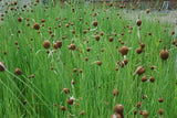 Typha Minima Europa 'Micro Miniature Cattail' (Bare Root) Minimum Qty. 5 Per Variety