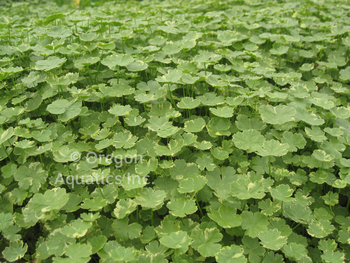 Hydrocotyle Verticillata 'Water Pennywort' (Bare Root) - Minimum Qty. 6 Per Variety