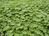 Hydrocotyle Verticillata 'Water Pennywort' (Bare Root) - Minimum Qty. 6 Per Variety
