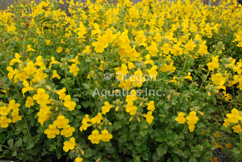 Mimulus Guttatus 'Yellow Monkeyflower' (Bare Root) - Minimum Qty. 5 Per Variety
