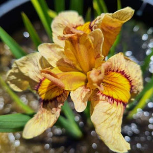 Iris 'Pseudata' (Bare Root) 18 Varieties