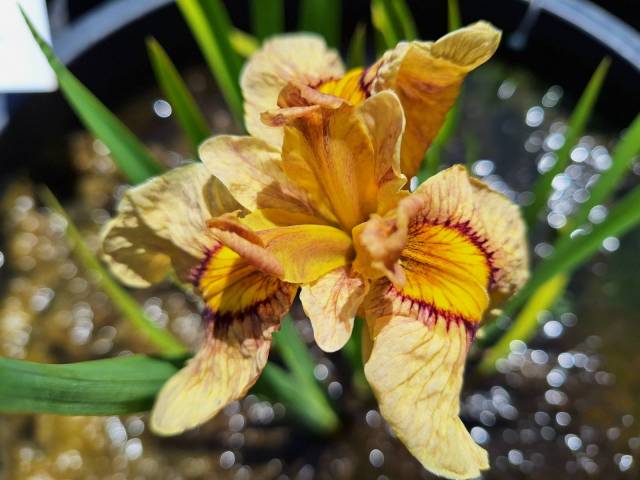 Iris 'Pseudata' (Bare Root) 18 Varieties - Minimum Qty. 5 Per Variety