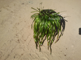Vallisneria americana (Corkscrew Val) (Bare Root) - Minimum Order Qty. 6