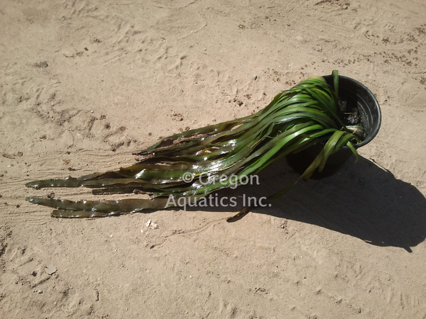 Vallisneria Gigantea (Jungle Val) (Bare Root) - Minimum Order Qty. 6