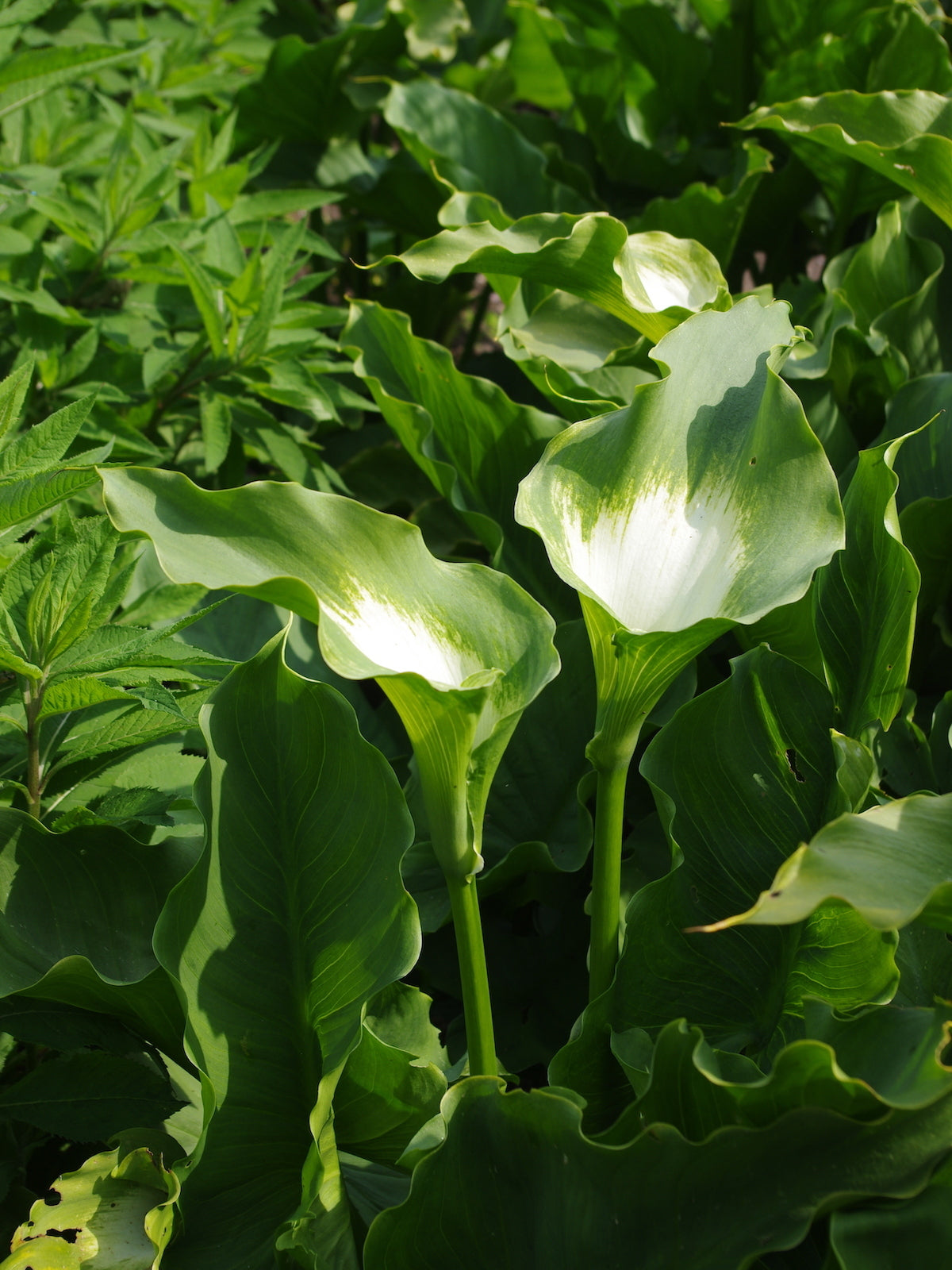 Zantedeschia Aethiopica 'Green Goddess' (Bare Root) - Minimum Qty. 5 Per Variety