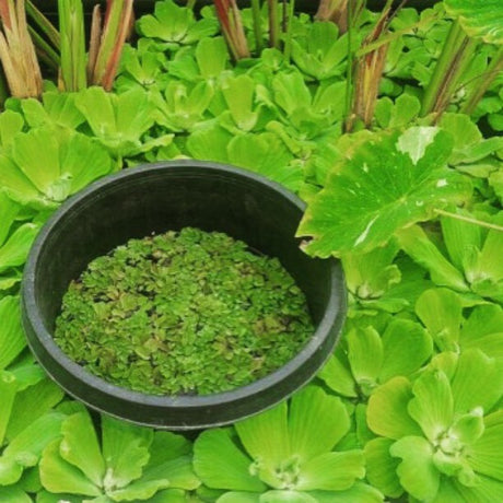 'Rosette' Water Lettuce (Pistia Stratiotes 'Rosette') - Minimum Order Qty. 6