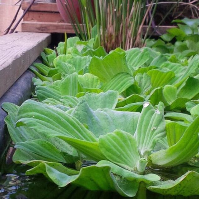 'Rosette' Water Lettuce (Pistia Stratiotes 'Rosette') - Minimum Order Qty. 6