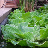 Rosette Water Lettuce (Pistia Stratiotes 'Rosette') - Minimum Order Qty. 6