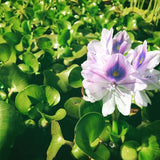 Water Hyacinth (Eichhornia Crassipes) - Minimum Order Qty. 6