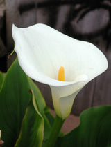 Zantedeschia Aethiopica 'White Calla Lily' (Bare Root) - Minimum Qty. 5 Per Variety