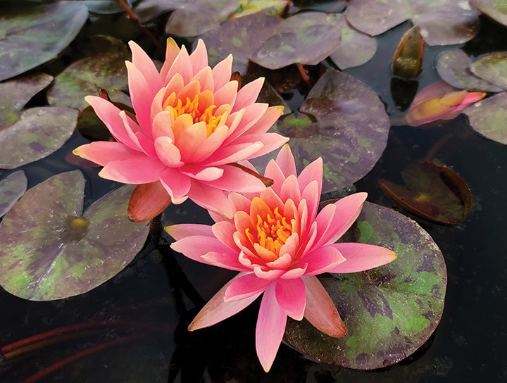 'Prakaisad' Changeable Hardy Lily (Bare Root) - Minimum Qty. 3 Per Variety (NEW)