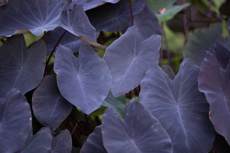 Colocasia Esculenta 'Black Magic Taro' (Bare Root) - Minimum Order Qty. 3 Per Variety