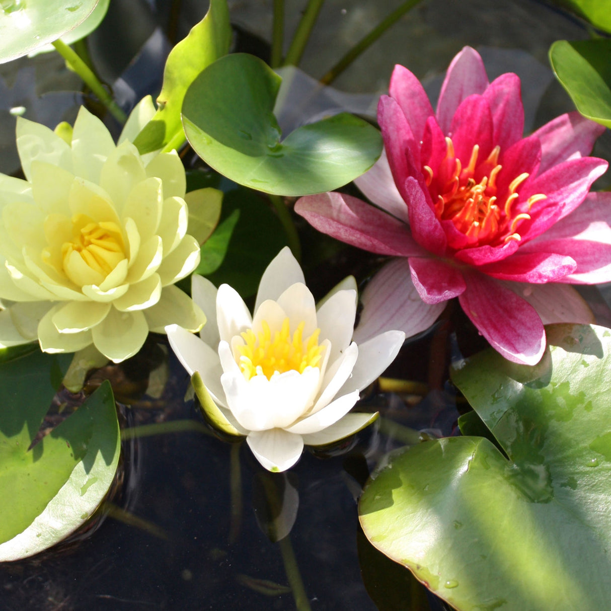 Grower's Choice Assorted Hardy Waterlilies (Bare Root) - Minimum Qty. 6