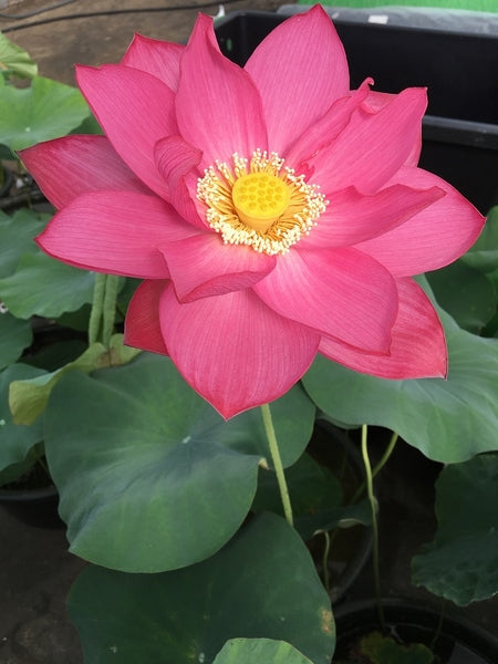 'East Lake' Lotus - Deep Pink (Bare Root Tuber) - Min Qty. 2 Per Variety