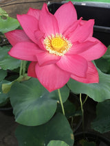 'East Lake' Lotus - Deep Pink (Bare Root Tuber) - Min Qty. 2 Per Variety