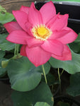 'East Lake' Lotus - Deep Pink (Bare Root Tuber) - Min Qty. 3 Per Variety