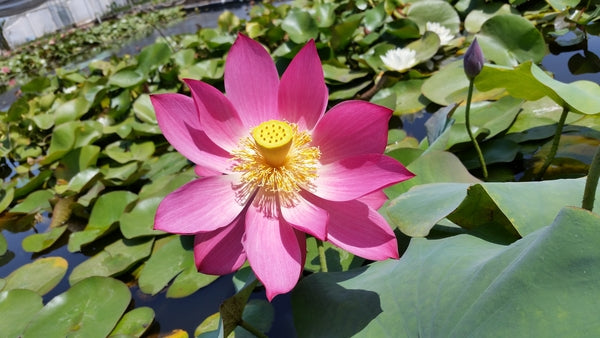 'Titan' Lotus - Single Deep Red (Bare Root Tuber) - Min Qty. 2 Per Variety
