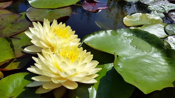 Perry's Double Yellow - Large Yellow Hardy Lily (Bare Root) - Minimum Qty. 3 Per Variety