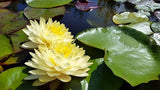 Perry's Double Yellow - Large Yellow Hardy Lily (Bare Root) - Minimum Qty. 3 Per Variety