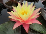 Gregg's Orange Beauty - Orange Peach Yellow Hardy Lily (Bare Root) - Minimum Qty. 3 Per Variety
