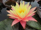 Hardy Water Lilies